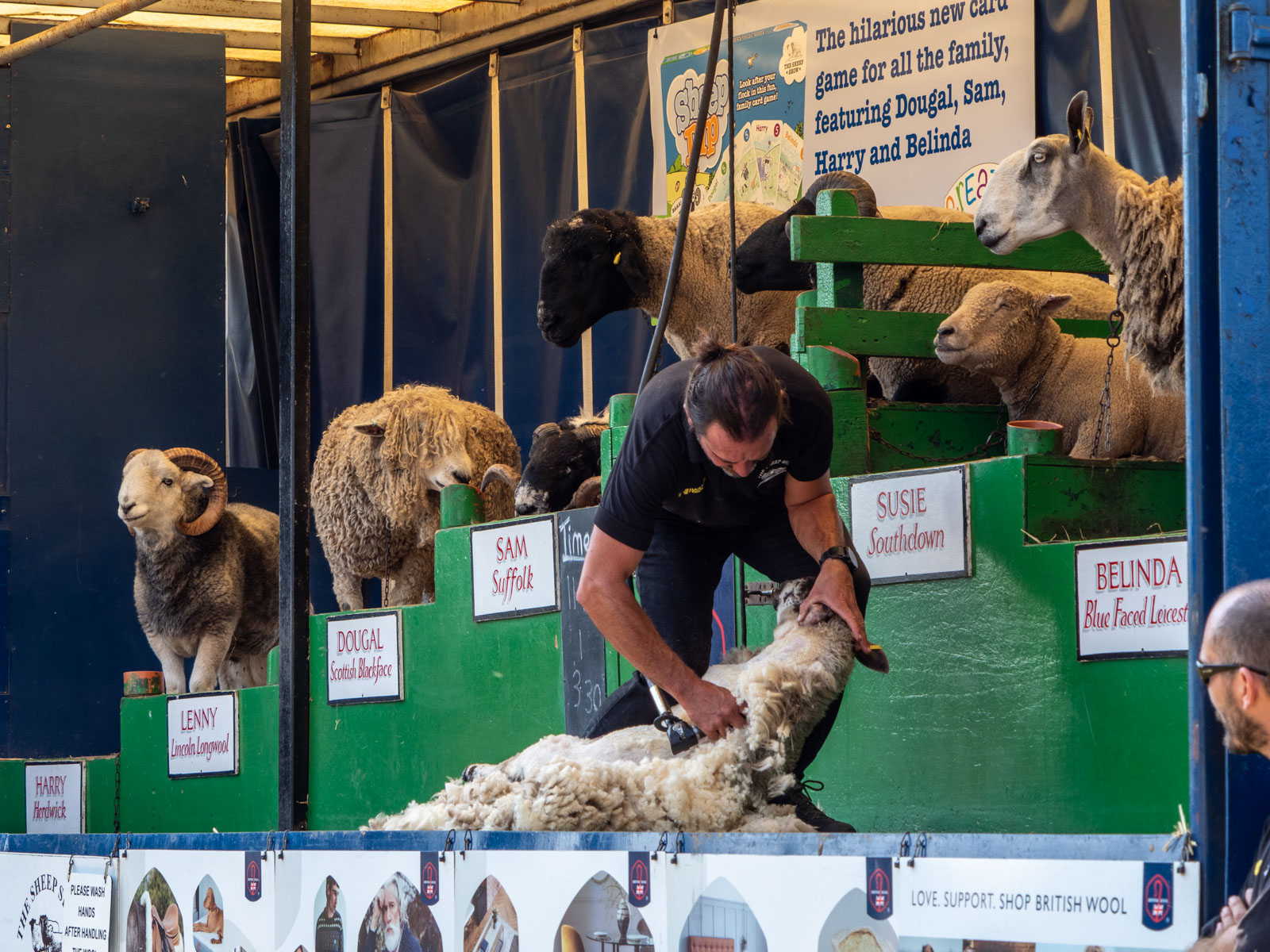 Sheep-shearing demonstration, Carol Clarke