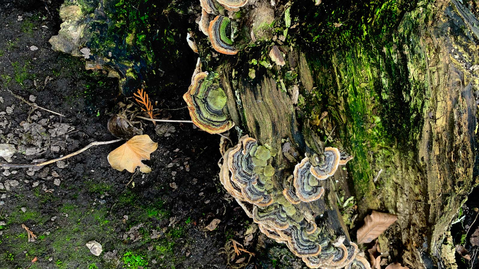 Graveyard fungus, June Cottam