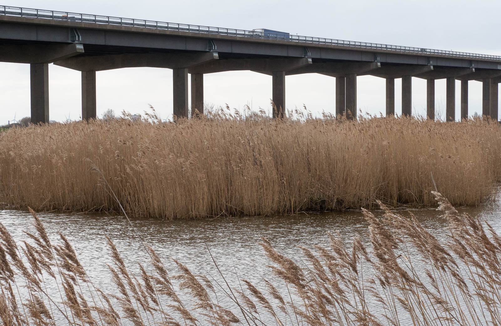 Reeds water reeds bridge, Mike Darley