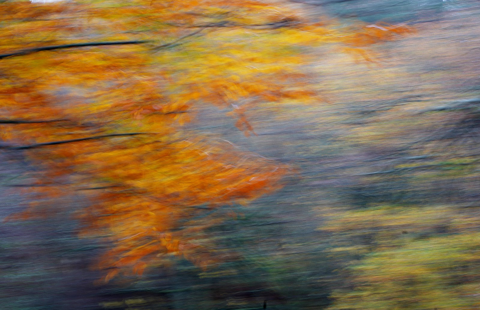 Autumn twigs & leaves, David Whitham