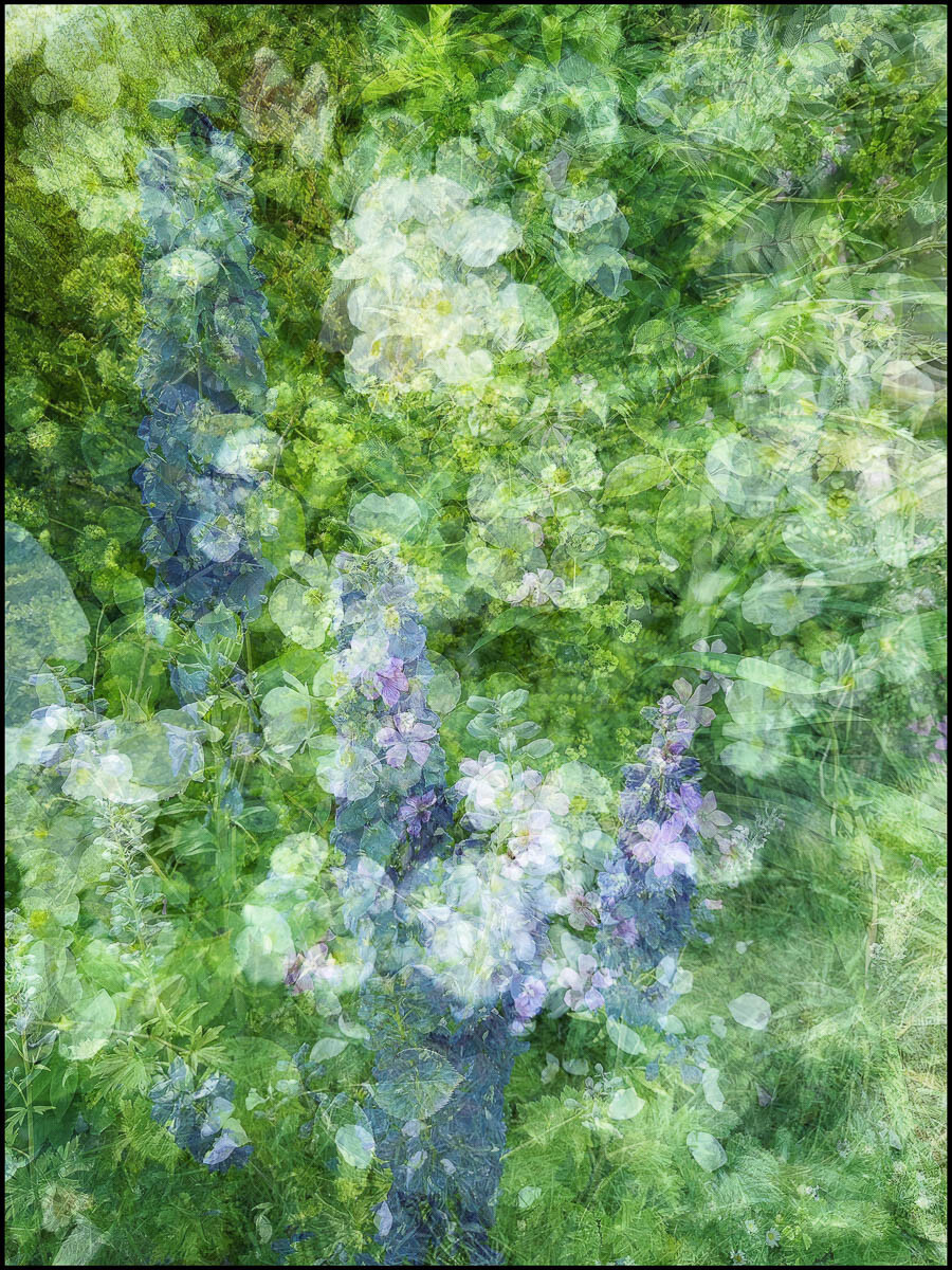 Impressionist blossom, Julia Walton