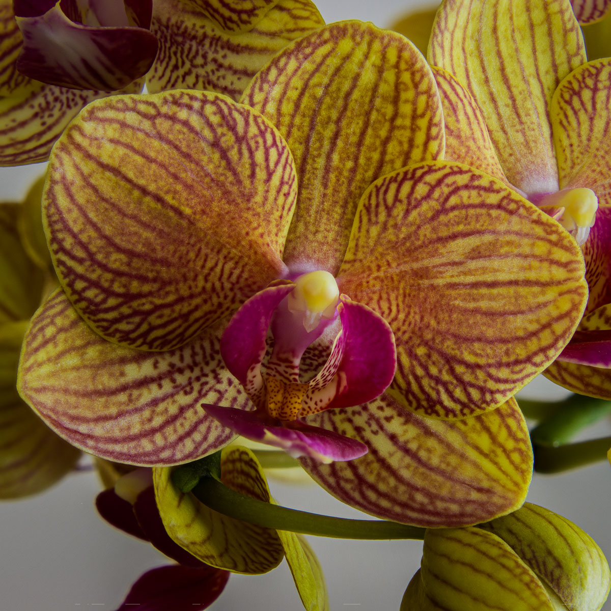 Orchid, Bryan Torrington