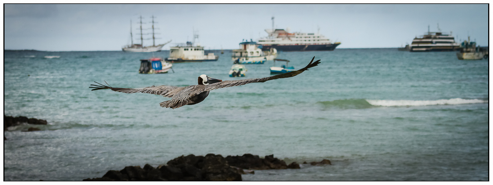 Pelican soaring over Santa Cruz, David Ireland