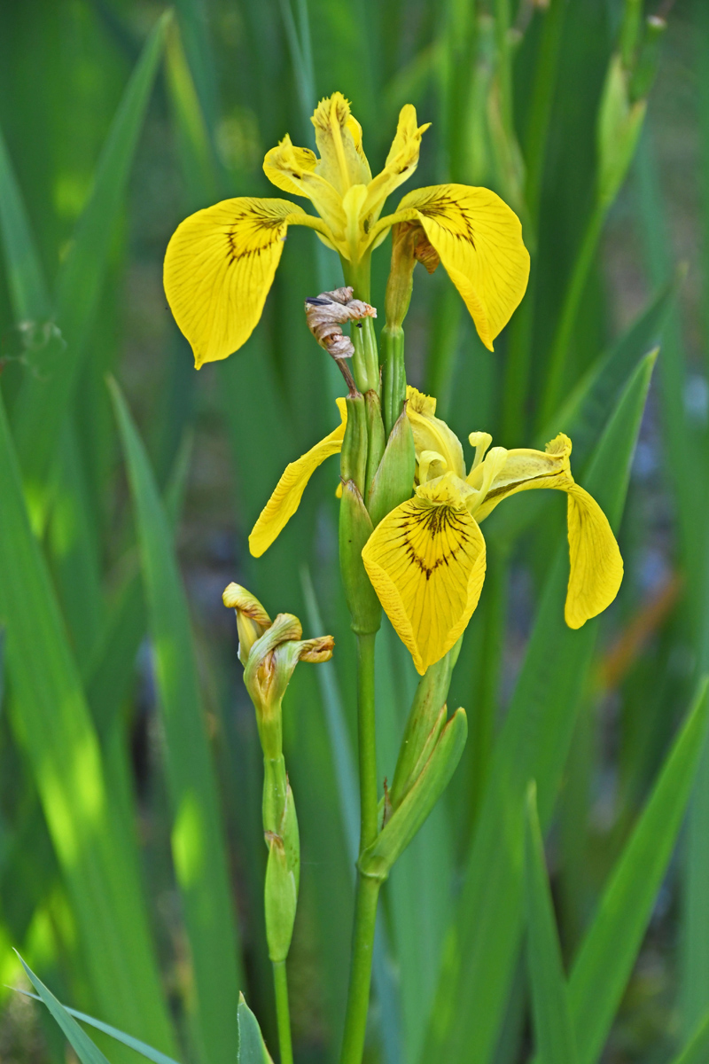 Yellow-flag Iris, Malcolm Beetham