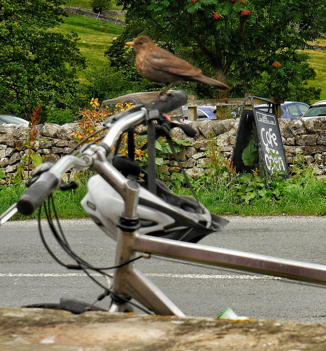 Bird on a bike, Phil Neath