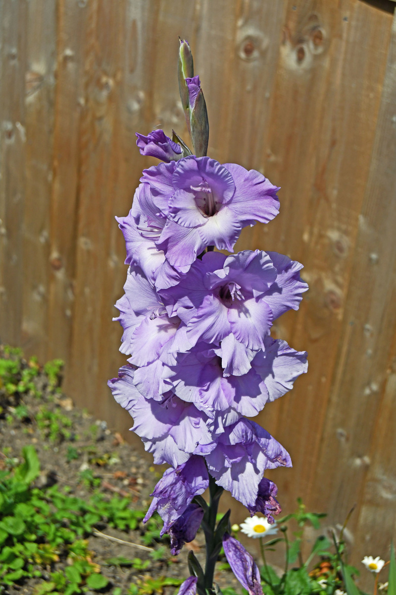 Purple Iris, Malcolm Beetham