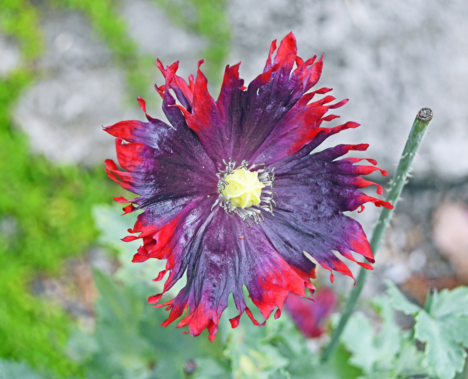 Purple Poppy, Malcolm Beetham