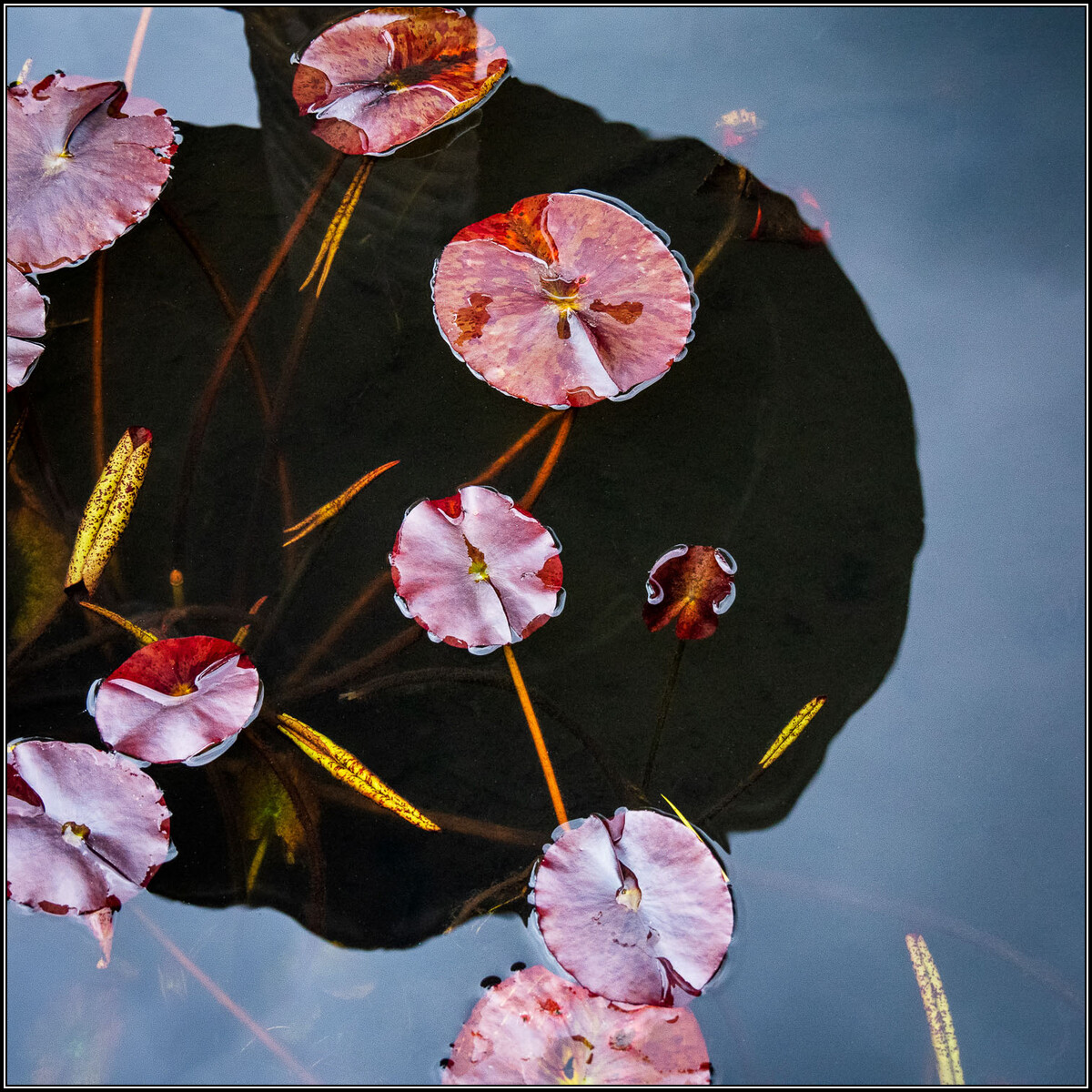 The Pond © Paul Mitchell