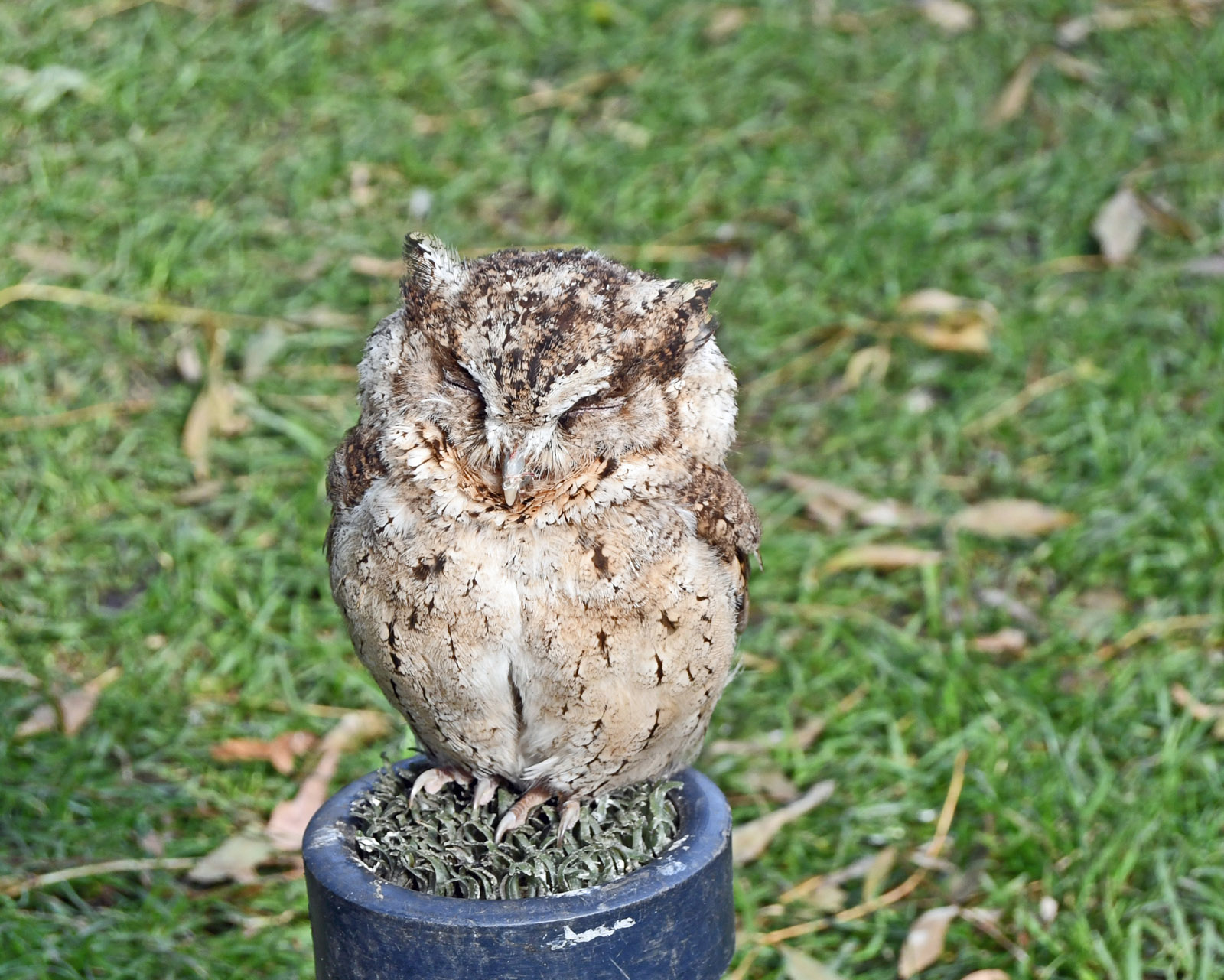 Scops Owl, Malcolm Beetham