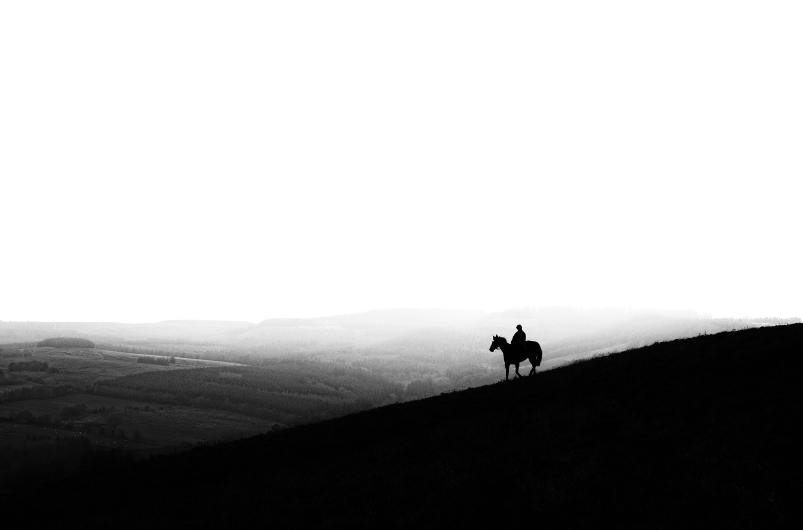 Dark horse, David Bradley