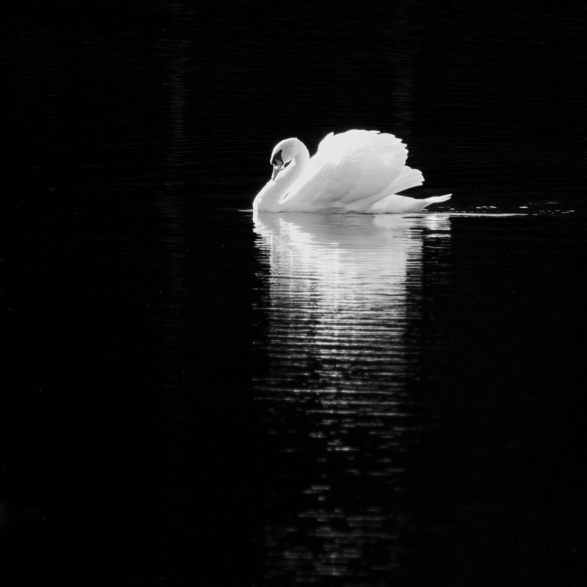 Swan Lake, Helen Jones