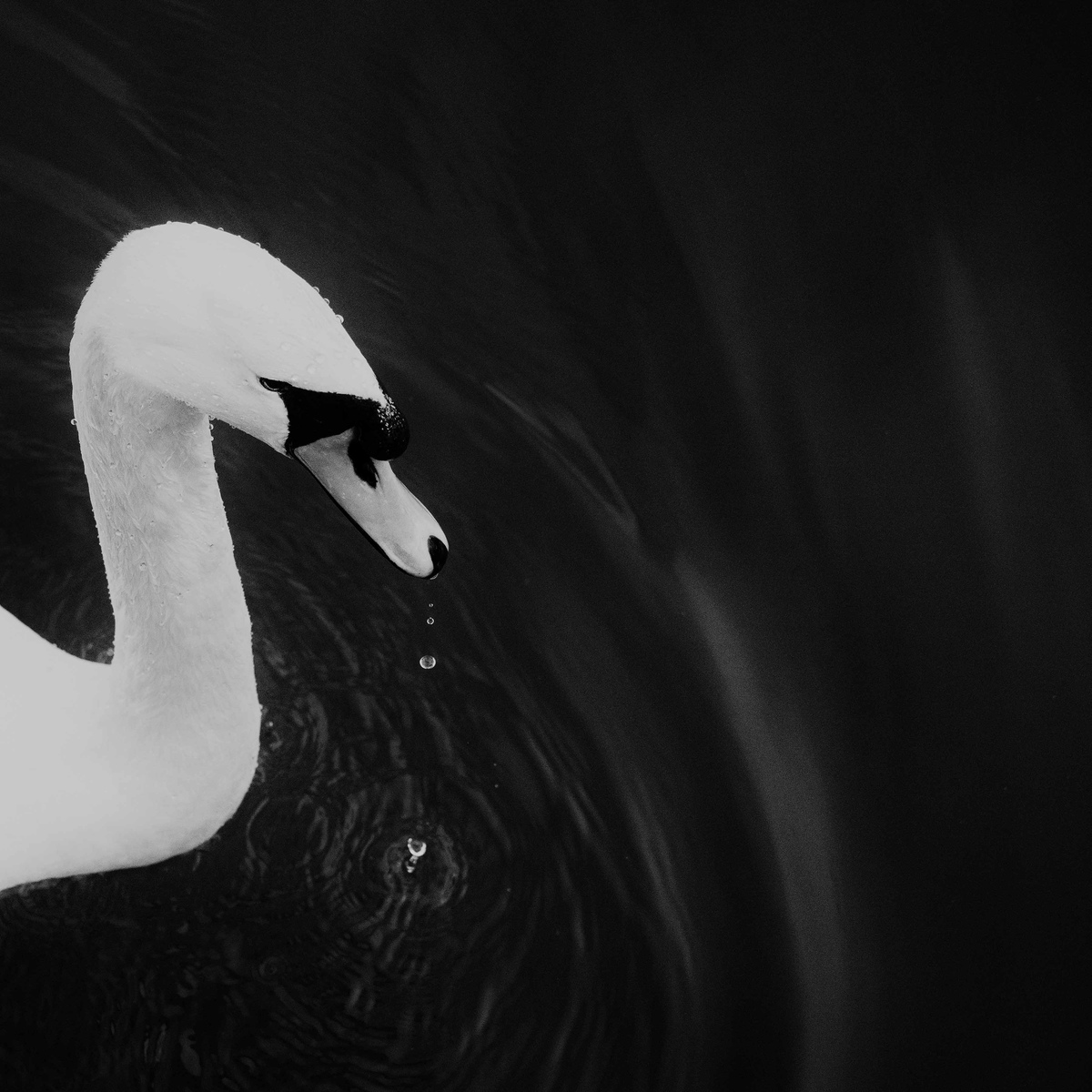 Swan simplicity, Patrick Kaye