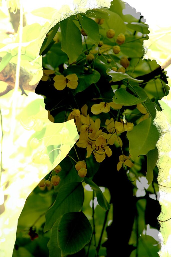 Challenge #21: The art of multiple image photography - Bishopthorpe ...