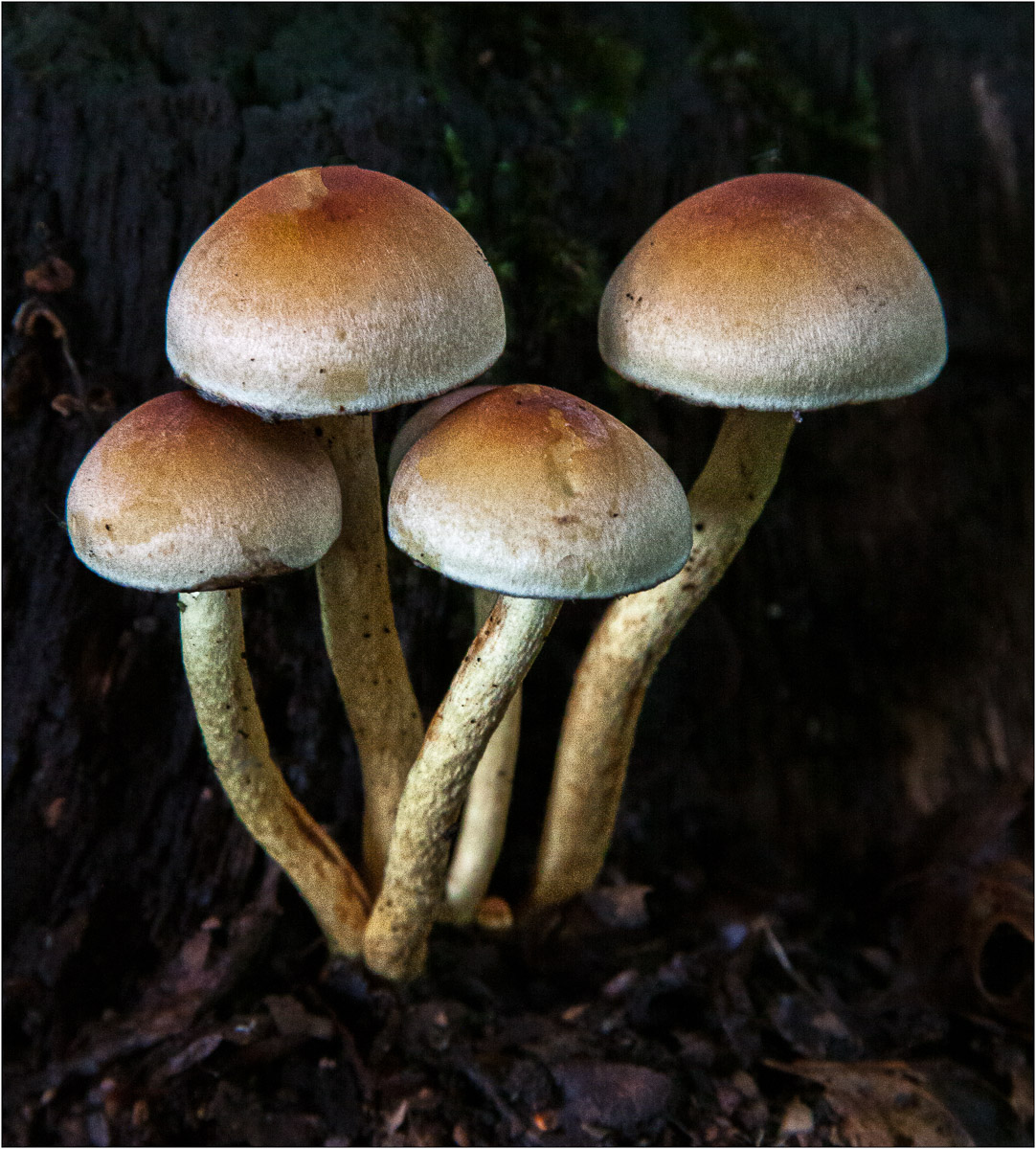 Are they magic?  Roger Poyser