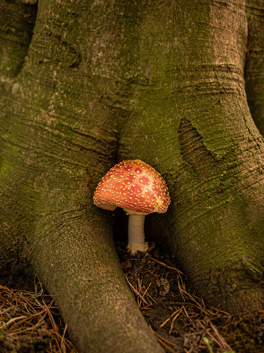 Magic mushroom, Bryan Stanton