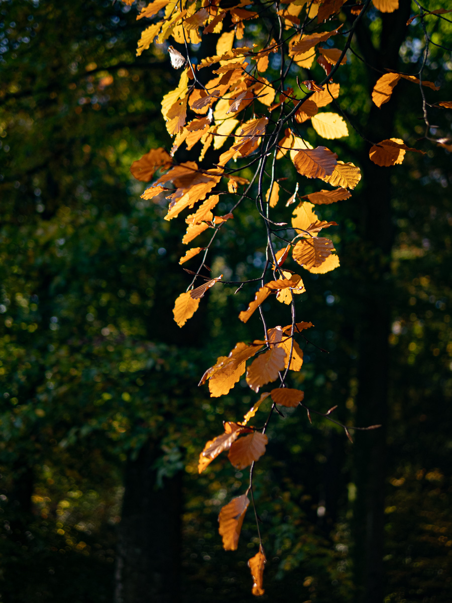 The magic of autumnal light,  Bryan Stanton