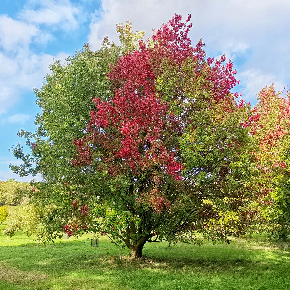 Accents of autumn, Sue Hoggett